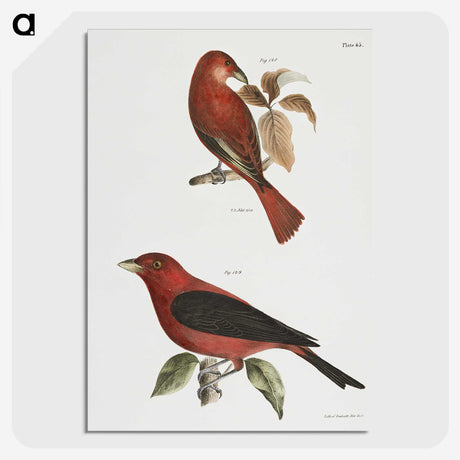 1-12_Zoology-of-New-York_picture-crop