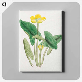 アートパネル-Lotus - 19世紀の日本の花 Canvas.