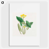 Lotus - 19世紀の日本の花 Poster.