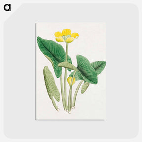 アートポストカード-Lotus - 19世紀の日本の花 Postcard.