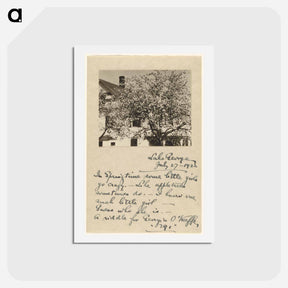 アートポストカード-Apple Blossoms - アルフレッド スティーグリッツ Postcard.