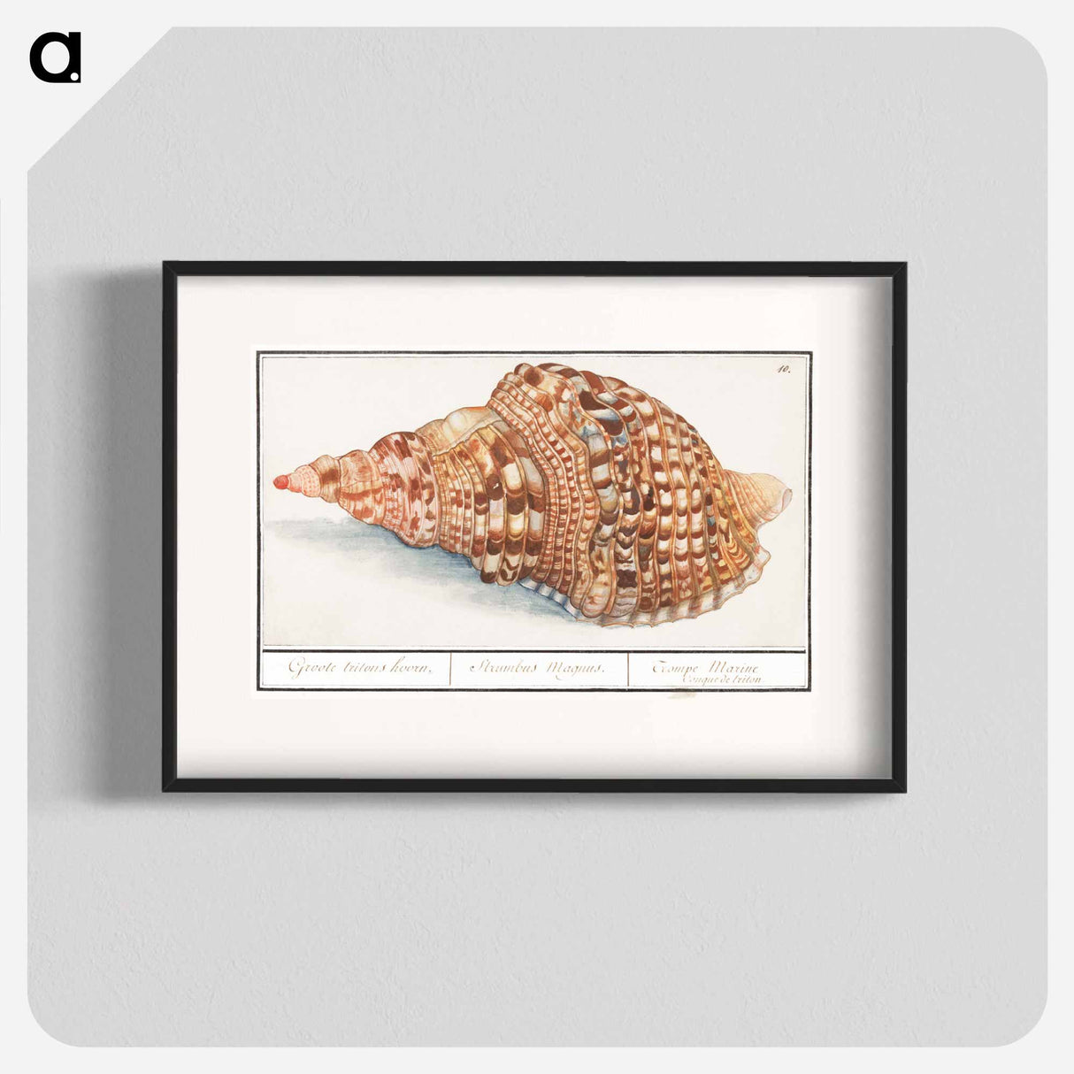Common Triton Horns - アンセルムス ボエティウス デ ブート Poster.