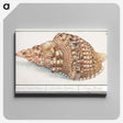 1-13_Anselmus-Boetius-de-Boodt_canvas