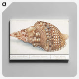 1-13_Anselmus-Boetius-de-Boodt_canvas