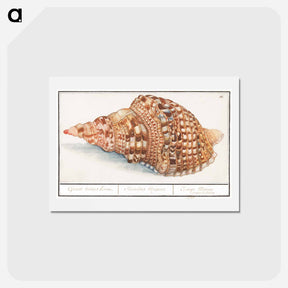 アートポストカード-Common Triton Horns - アンセルムス ボエティウス デ ブート Postcard.