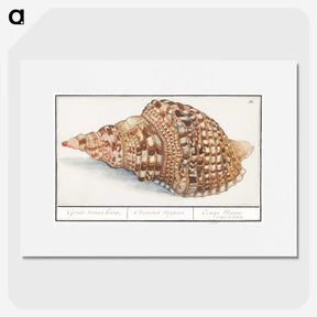 1-13_Anselmus-Boetius-de-Boodt_picture