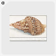 1-13_Anselmus-Boetius-de-Boodt_postcard
