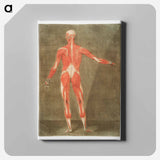 This fascinating collection of anatomical illustrations - アルノルド エロイ ゴーティエ ダゴティ Canvas.