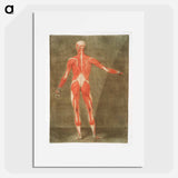 This fascinating collection of anatomical illustrations - アルノルド エロイ ゴーティエ ダゴティ Poster.