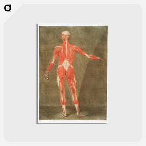 アートポストカード-This fascinating collection of anatomical illustrations - アルノルド エロイ ゴーティエ ダゴティ Postcard.
