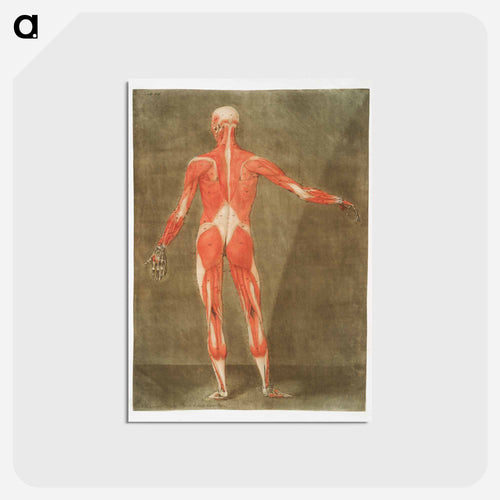 This fascinating collection of anatomical illustrations - アルノルド エロイ ゴーティエ ダゴティ Postcard.