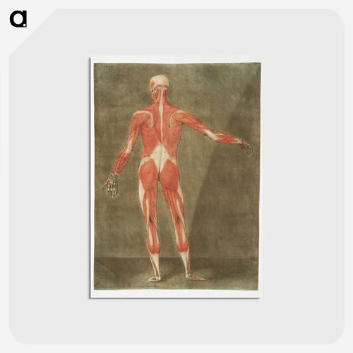 This fascinating collection of anatomical illustrations - アルノルド エロイ ゴーティエ ダゴティ Postcard.