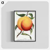 1-13_Botanical-Specimen-Plates_blk-crop
