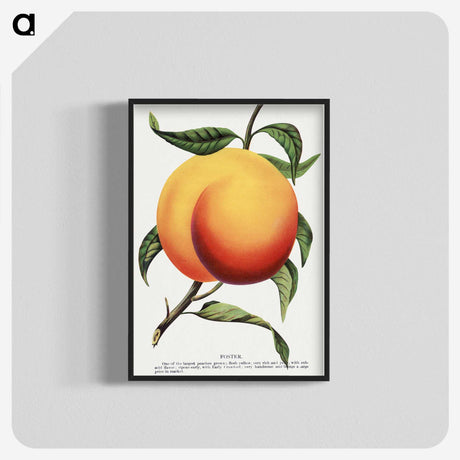 1-13_Botanical-Specimen-Plates_blk-crop
