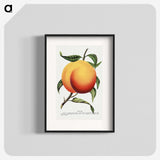1-13_Botanical-Specimen-Plates_blk