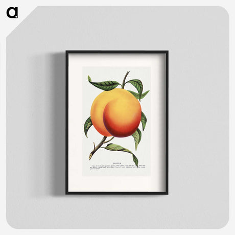 1-13_Botanical-Specimen-Plates_blk