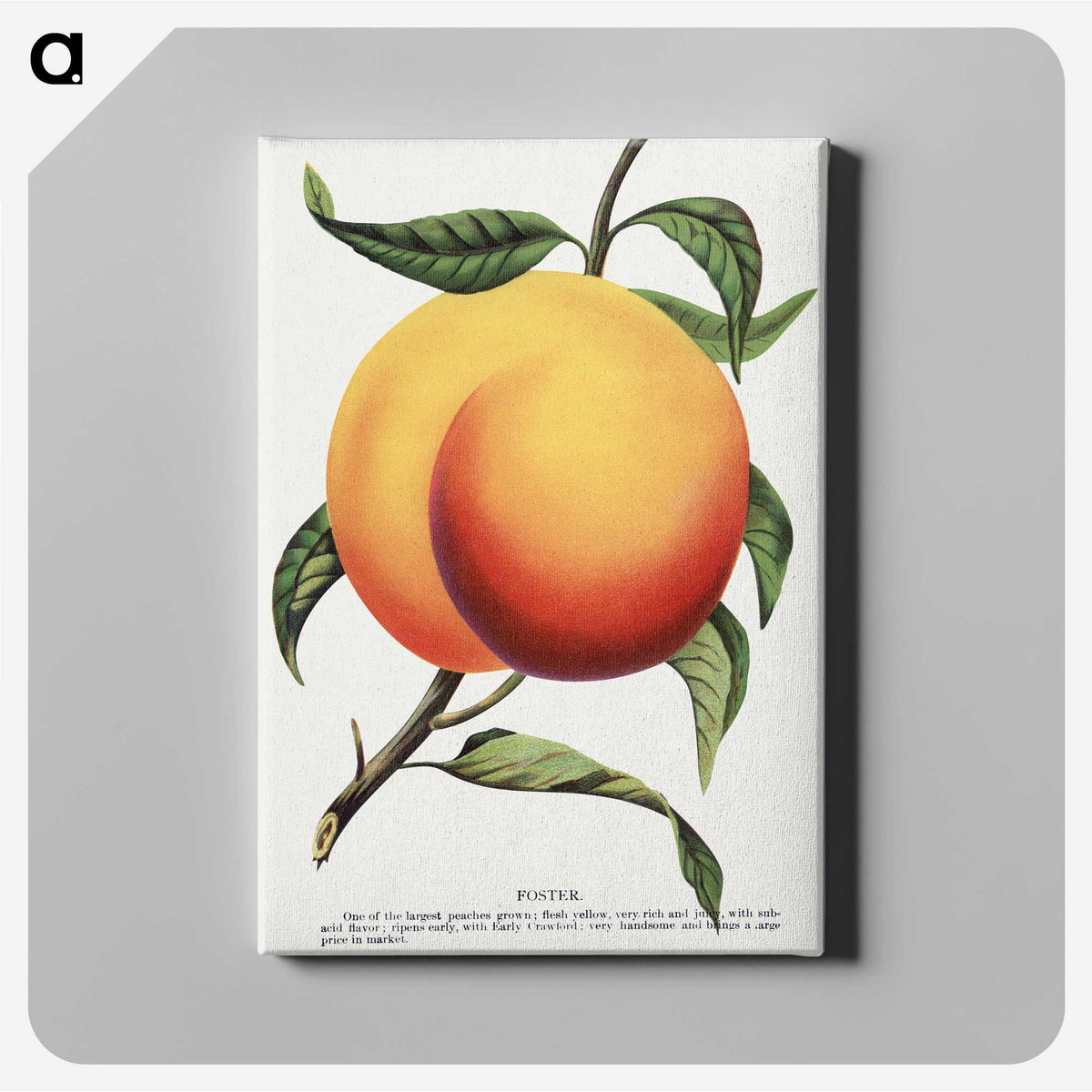 1-13_Botanical-Specimen-Plates_canvas