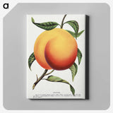 1-13_Botanical-Specimen-Plates_canvas