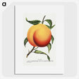 1-13_Botanical-Specimen-Plates_picture