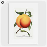 1-13_Botanical-Specimen-Plates_picture