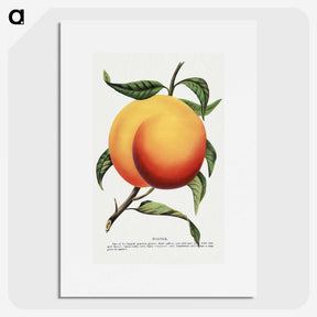 1-13_Botanical-Specimen-Plates_picture