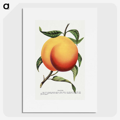 1-13_Botanical-Specimen-Plates_picture