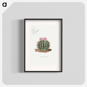 アートポスター-Echinocactus Coptonogonus
 - シャルル アントワーヌ ルメール Poster.