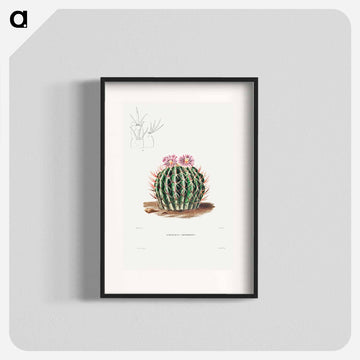 Echinocactus Coptonogonus
 - シャルル アントワーヌ ルメール Poster.