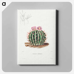アートパネル-Echinocactus Coptonogonus
 - シャルル アントワーヌ ルメール Canvas.