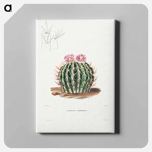 Echinocactus Coptonogonus
 - シャルル アントワーヌ ルメール Canvas.