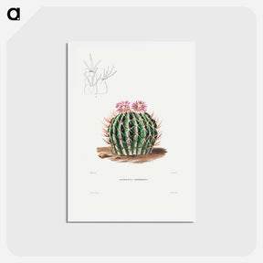 アートポストカード-Echinocactus Coptonogonus
 - シャルル アントワーヌ ルメール Postcard.