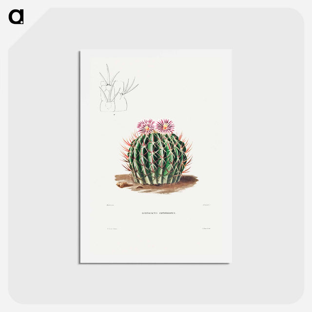 アートポストカード-Echinocactus Coptonogonus
 - シャルル アントワーヌ ルメール Postcard.