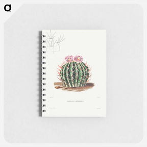 アートメモ帳-Echinocactus Coptonogonus
 - シャルル アントワーヌ ルメール Memo.