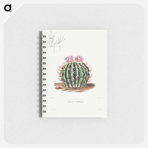 Echinocactus Coptonogonus
 - シャルル アントワーヌ ルメール Memo.