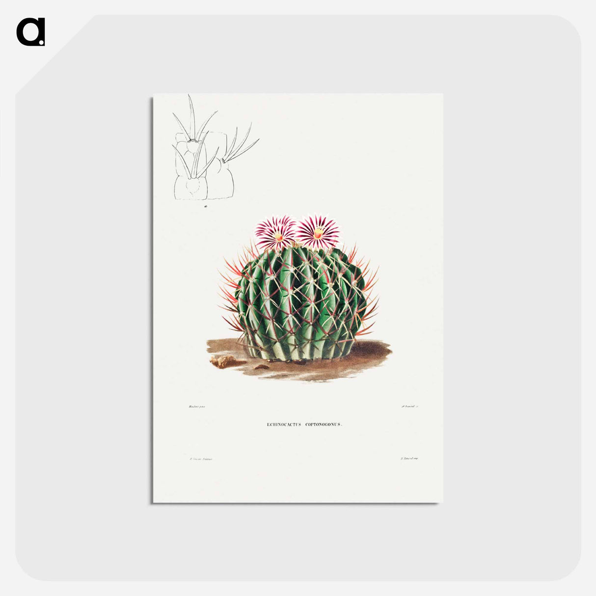 アートポストカード-Echinocactus Coptonogonus
 - シャルル アントワーヌ ルメール Postcard.