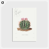 アートポストカード-Echinocactus Coptonogonus
 - シャルル アントワーヌ ルメール Postcard.