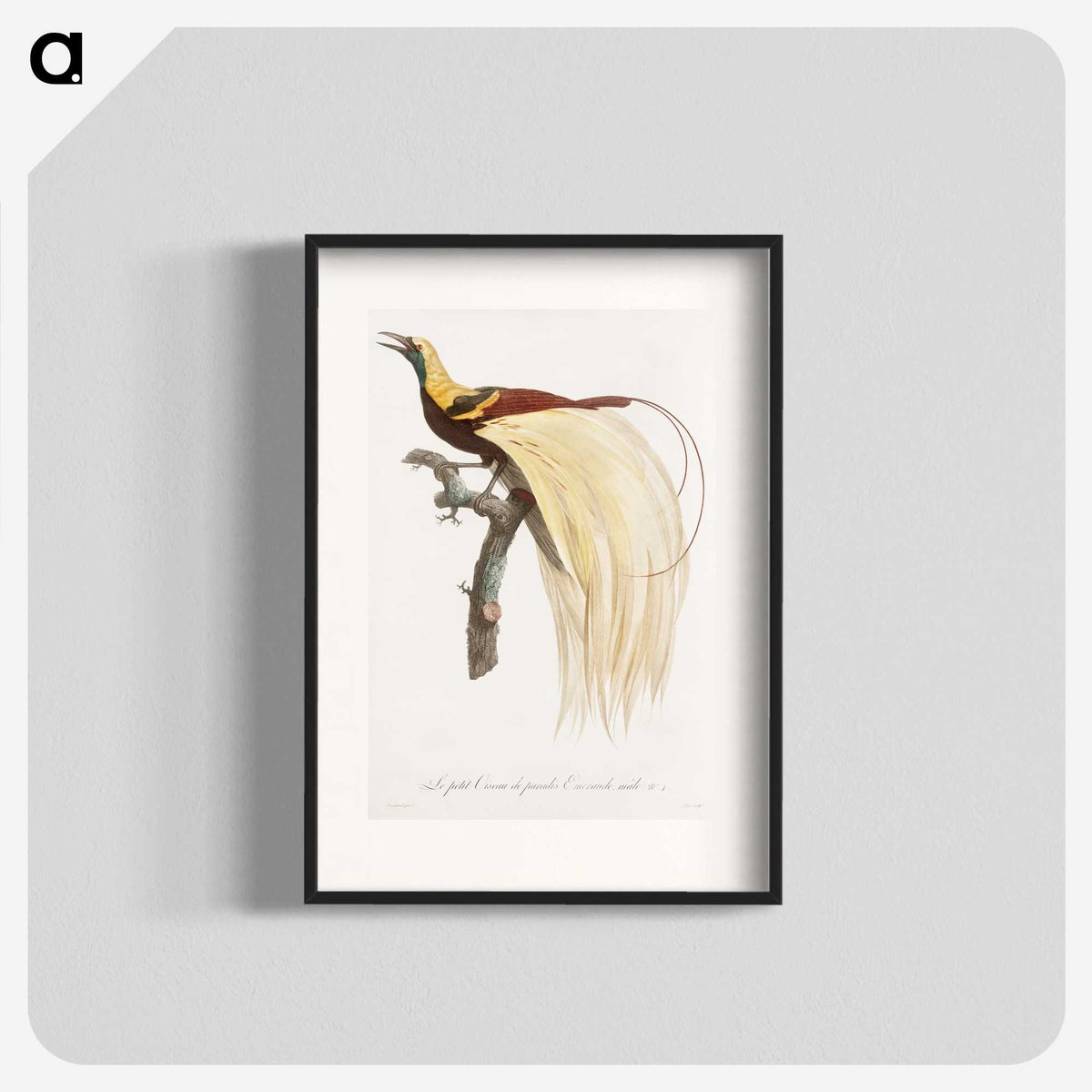 1-13_Des-Oiseaux-de-Paradis_blk