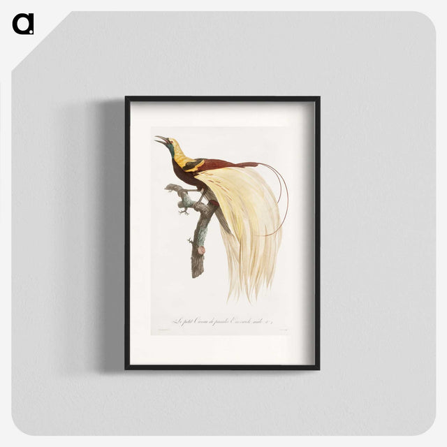 1-13_Des-Oiseaux-de-Paradis_blk