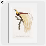 1-13_Des-Oiseaux-de-Paradis_picture