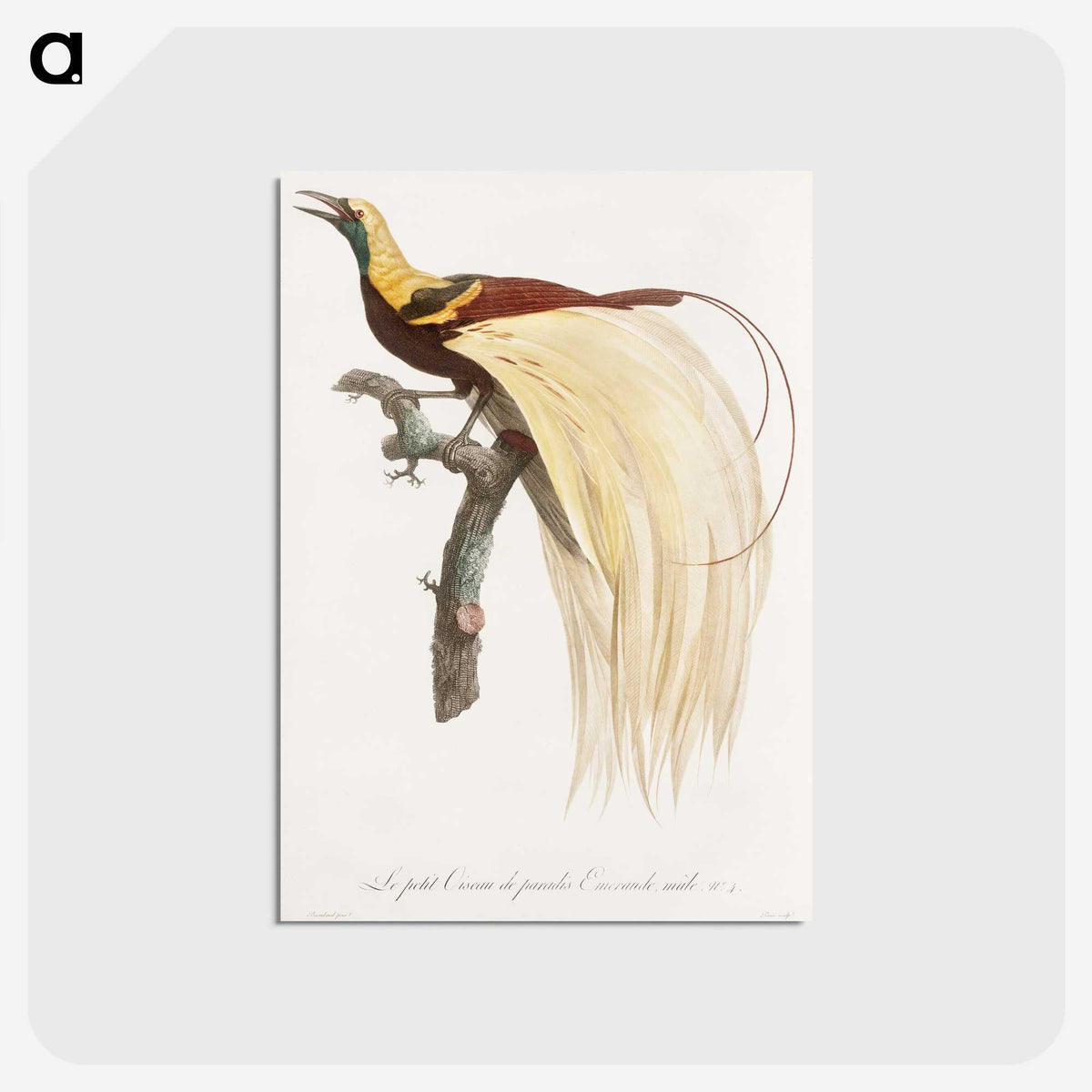 1-13_Des-Oiseaux-de-Paradis_postcard