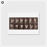 アートポストカード-Dancing Woman
 - エドワード マイブリッジ Postcard.