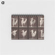 1-13_Eadweard-Muybridge_memo