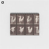 1-13_Eadweard-Muybridge_memo