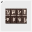 1-13_Eadweard-Muybridge_postcard