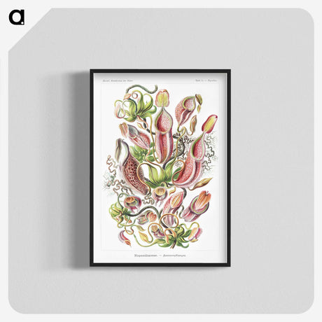 1-13_Ernst-Haeckel_blk-crop