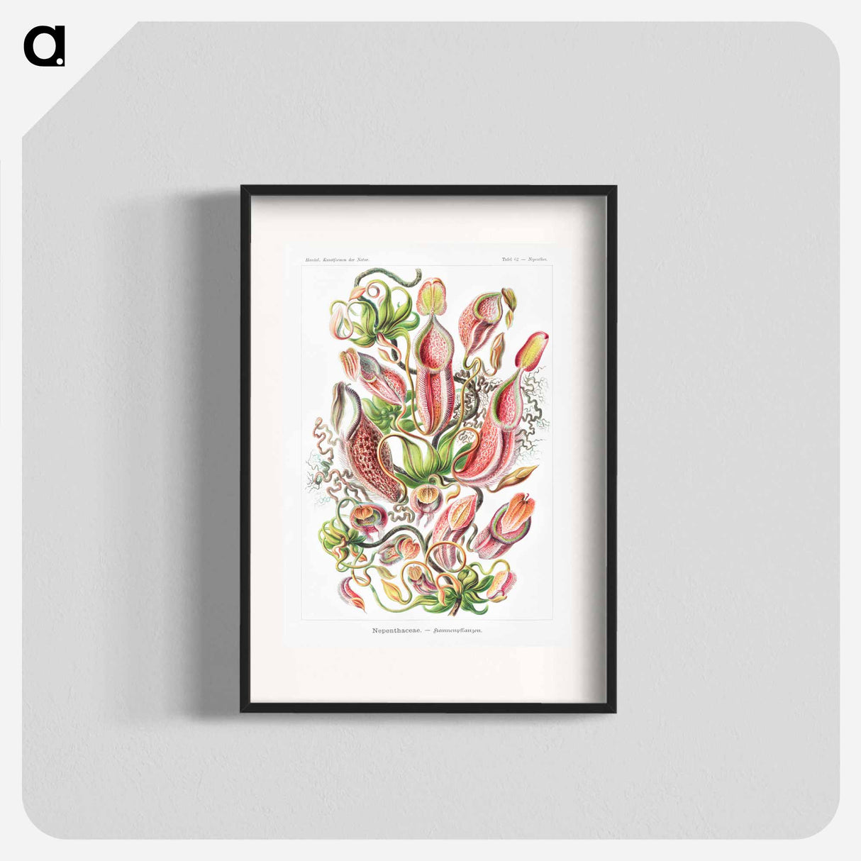 Nepenthaceae–Kannenpflanzen - エルンスト ヘッケル Poster.