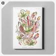 1-13_Ernst-Haeckel_canvas
