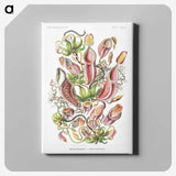 1-13_Ernst-Haeckel_canvas