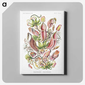 1-13_Ernst-Haeckel_canvas