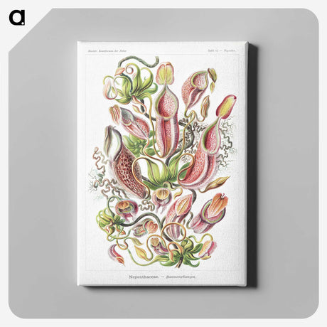 1-13_Ernst-Haeckel_canvas